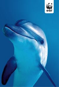 Δώσε στα δελφίνια την ευκαιρία να ζήσουν!