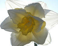 Amanda Slater, Daffodils